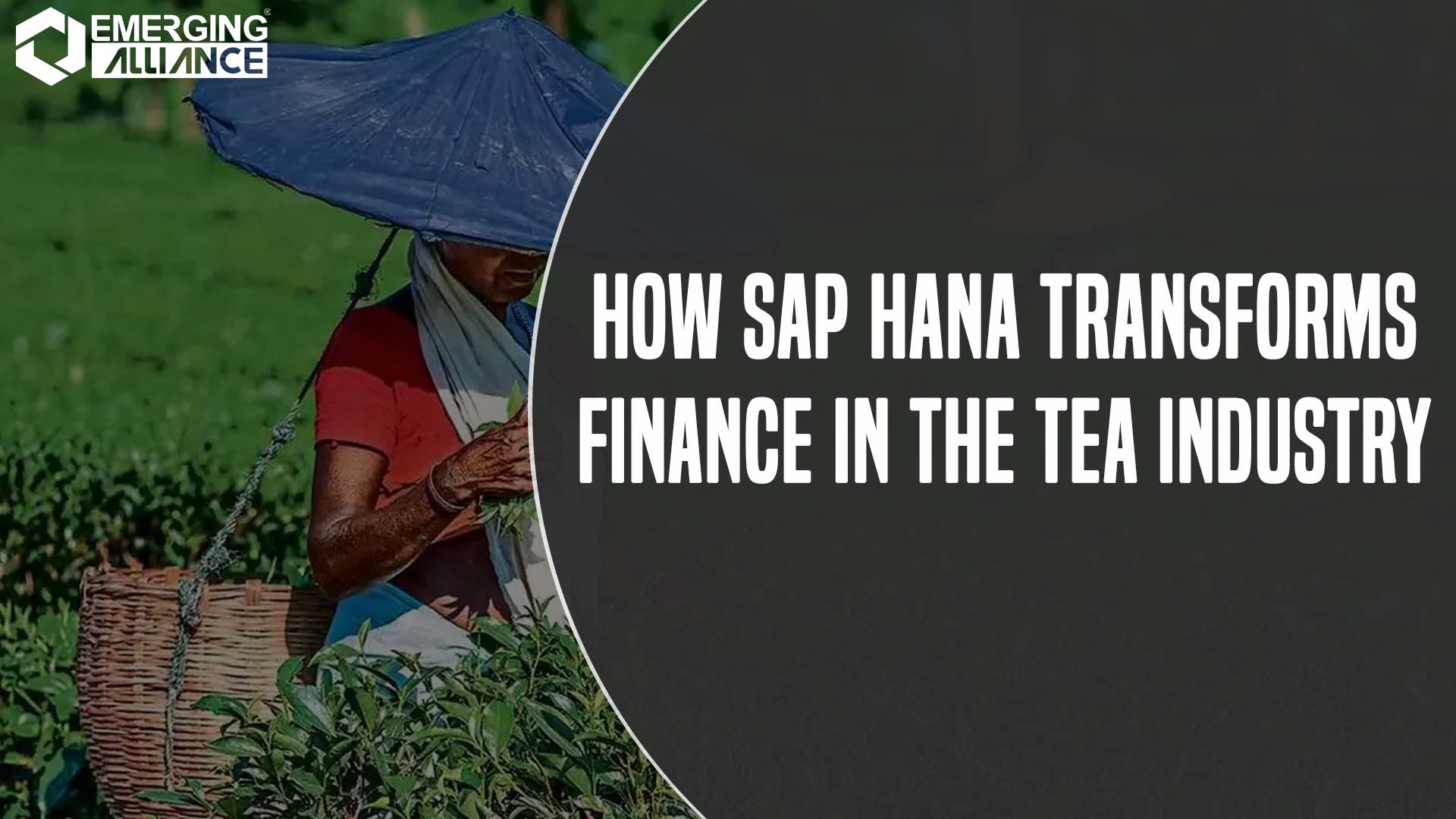SAP HANA for Tea Industry